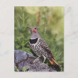 Noordelijke Goudspecht, Colaptes auratus, Roodscha Briefkaart