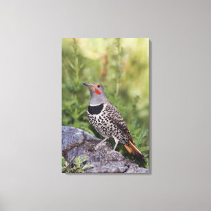 Noordelijke Grondspecht, Colaptes auratus, Roodsch Canvas Afdruk