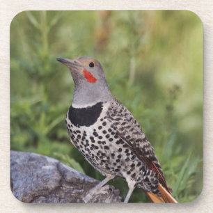 Noordelijke Grondspecht, Colaptes auratus, Roodsch Drankjes Onderzetter