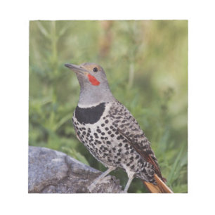 Noordelijke Grondspecht, Colaptes auratus, Roodsch Notitieblok