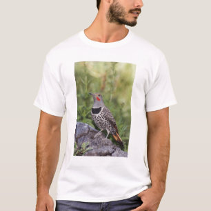 Noordelijke Grondspecht, Colaptes auratus, Roodsch T-shirt