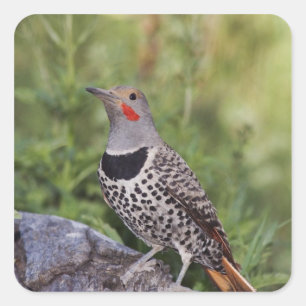 Noordelijke Grondspecht, Colaptes auratus, Roodsch Vierkante Sticker