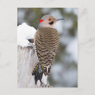 Noordelijke Grondspecht mannetje in de winter Briefkaart
