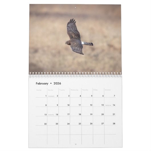 Noordelijke Harrier 2021-kalender Kalender (Feb 2026)