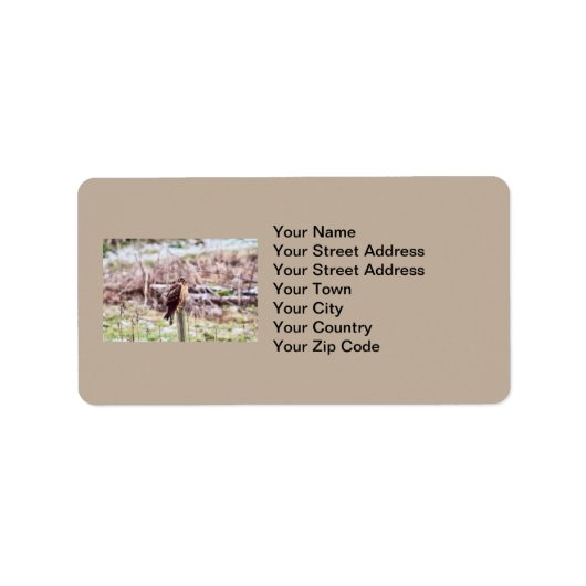 Noordelijke Harrier Hawk op hek Etiket (Voorkant)