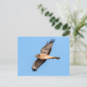 Noordelijke Harrier in vlucht Briefkaart (Staand voorkant)
