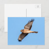 Noordelijke Harrier in vlucht Briefkaart (Voorkant / Achterkant)