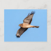 Noordelijke Harrier in vlucht Briefkaart (Voorkant)