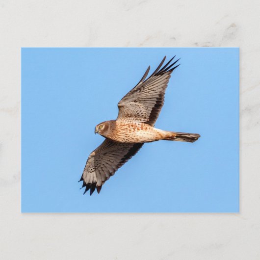Noordelijke Harrier in vlucht Briefkaart (Voorkant)