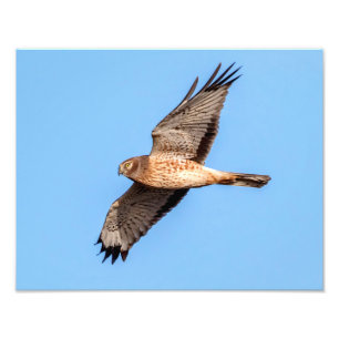 Noordelijke Harrier in vlucht Foto Afdruk
