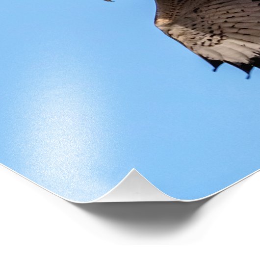 Noordelijke Harrier in vlucht Foto Afdruk (Hoek)