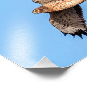 Noordelijke Harrier in vlucht Foto Afdruk (Hoek)