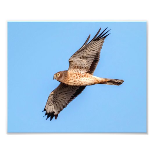 Noordelijke Harrier in vlucht Foto Afdruk (Voorkant)