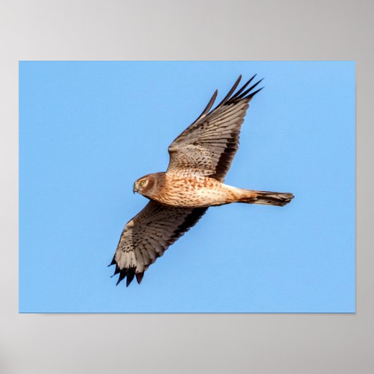 Noordelijke Harrier in vlucht Poster (Voorkant)