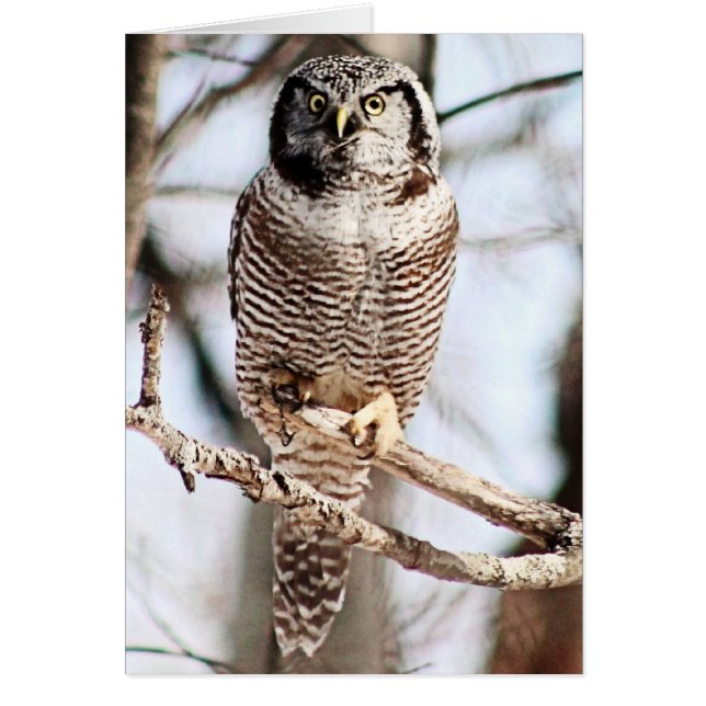 Noordelijke Hawk Owl 3 (Voorkant)
