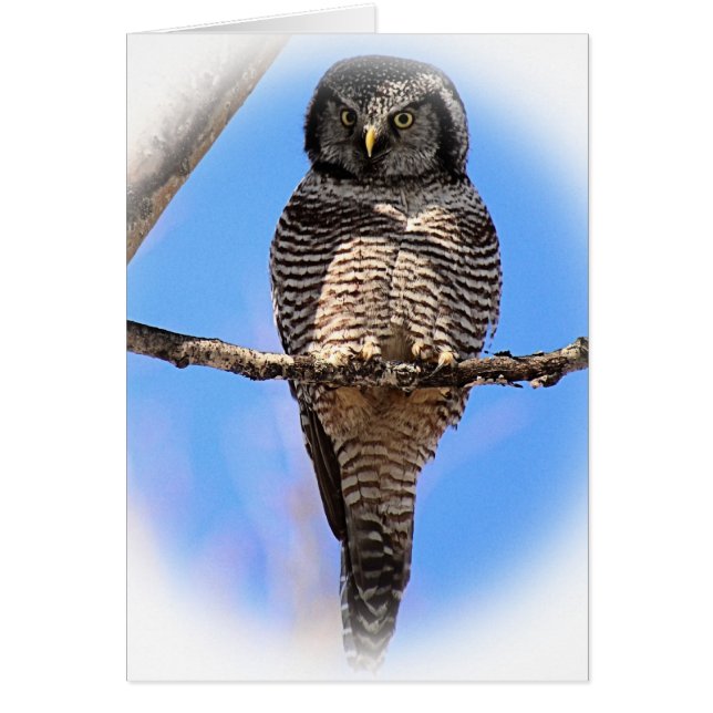 Noordelijke Hawk Owl 4A (Voorkant)