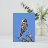 Noordelijke Hawk Owl Briefkaart (Staand voorkant)