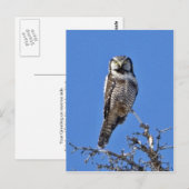Noordelijke Hawk Owl Briefkaart (Voorkant / Achterkant)