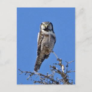Noordelijke Hawk Owl Briefkaart