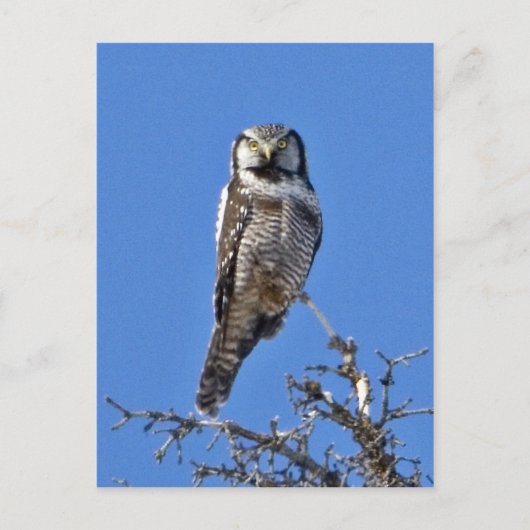Noordelijke Hawk Owl Briefkaart (Voorkant)