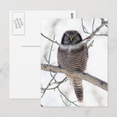 Noordelijke Hawk Owl Briefkaart (Voorkant / Achterkant)