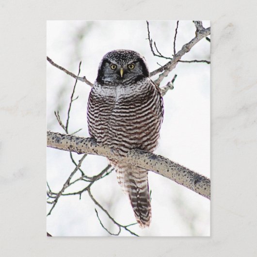 Noordelijke Hawk Owl Briefkaart (Voorkant)