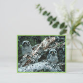 Noordelijke Hawk Owl Chicken Briefkaart (Staand voorkant)