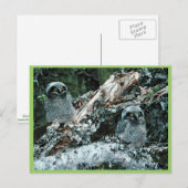 Noordelijke Hawk Owl Chicken Briefkaart (Voorkant / Achterkant)
