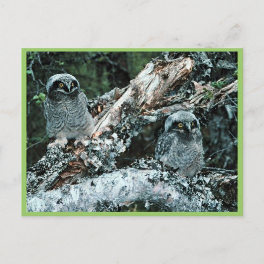 Noordelijke Hawk Owl Chicken Briefkaart (Voorkant)