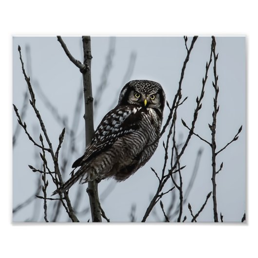 Noordelijke Hawk Owl in de winter Foto Afdruk (Voorkant)