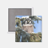 Noordelijke Hawk Owl Magnet (Voorkant / Achterkant)