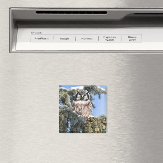 Noordelijke Hawk Owl Magnet (Insitu (Vaatwasser))