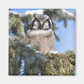 Noordelijke Hawk Owl Magnet (Voorkant)