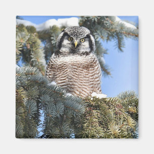 Noordelijke Hawk Owl Magnet