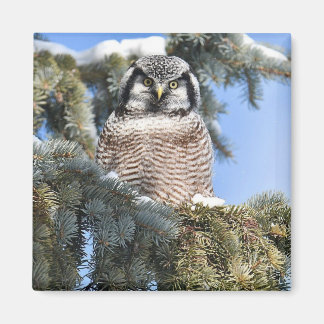 Noordelijke Hawk Owl Magnet