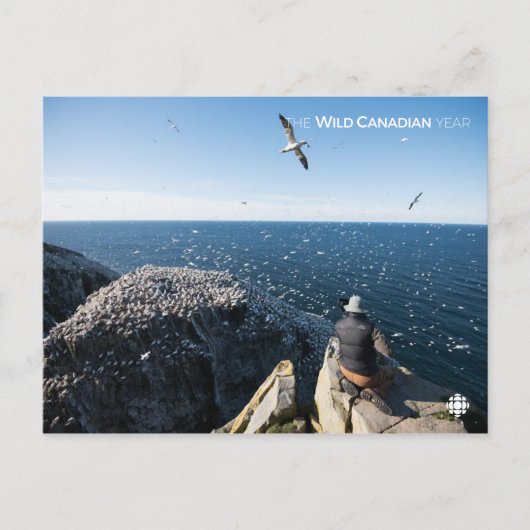 Noordelijke kanen briefkaart (Voorkant)