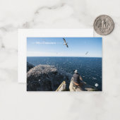 Noordelijke kanen notitiekaartje (Voorkant / Achterkant in situ)