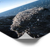 Noordelijke kanen poster (Hoek)