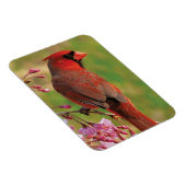 Noordelijke Kardinaal 2 Magneet (Rechterzijde)