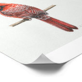 Noordelijke Kardinaal Art Print (Hoek)