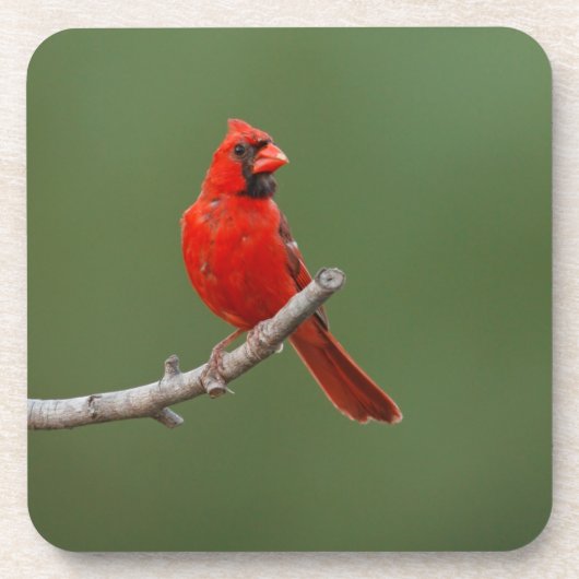 noordelijke kardinaal bier onderzetter (Voorkant)