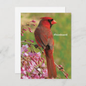 noordelijke kardinaal briefkaart (Voorkant / Achterkant)