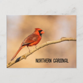 noordelijke kardinaal briefkaart