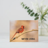 noordelijke kardinaal briefkaart (Staand voorkant)