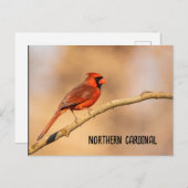noordelijke kardinaal briefkaart (Voorkant / Achterkant)