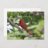 Noordelijke kardinaal briefkaart (Voorkant / Achterkant)
