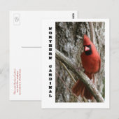 noordelijke kardinaal briefkaart (Voorkant / Achterkant)