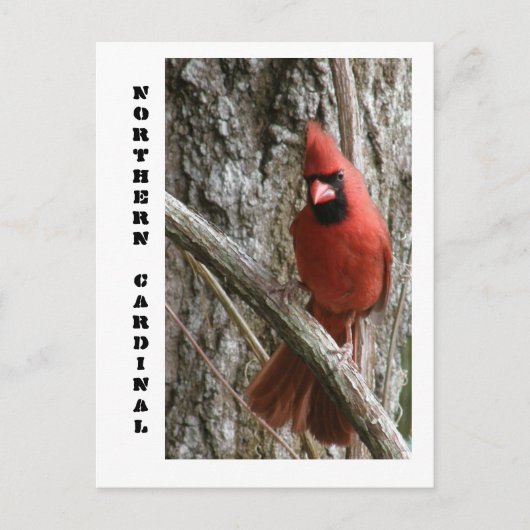 noordelijke kardinaal briefkaart (Voorkant)