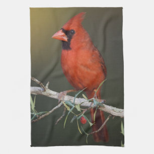 Noordelijke Kardinaal, Cardinalis cardinalis, mann Theedoek