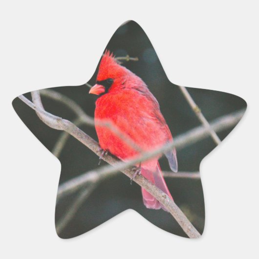 Noordelijke Kardinaal Crest Ster Sticker (Voorkant)